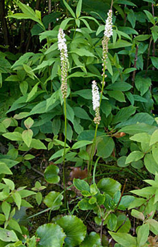 note the leaves